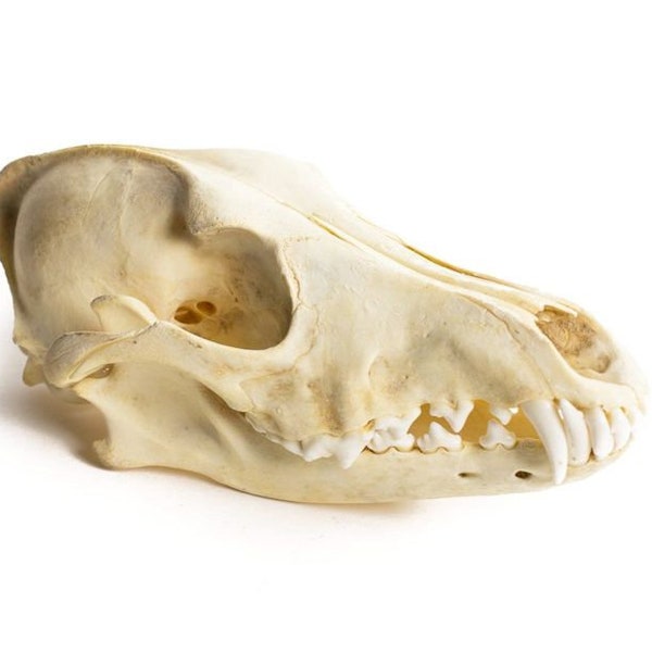 Coyote Skull, #1 Quality, Cleaned & Sterilized,Real, Genuine, Natural, Animal Skull