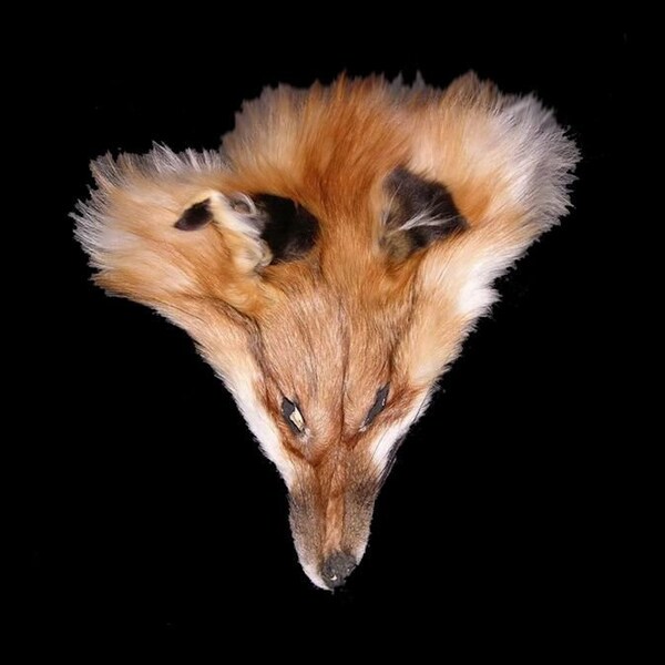 Red Fox Face Fur Fox Head Craft Supplies Fur Taxidermy Spirit Mask