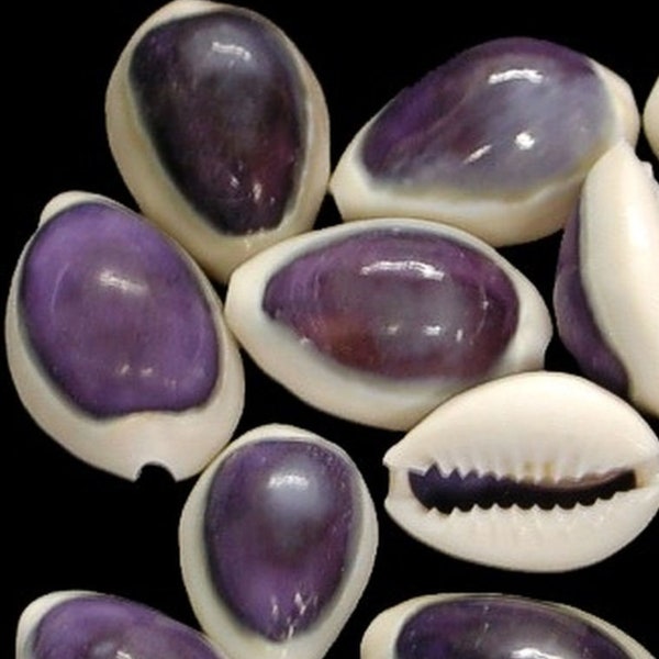 Purple Cowrie shells, Tiger Cowrie Shells, sea shell beads, Natural sea shells, drilled shells for earrings or pendants