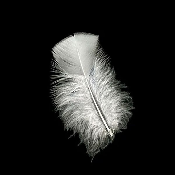 1 Pkg White Turkey Feathers, Plumage 3 to 5 inches, Embellishment for hats