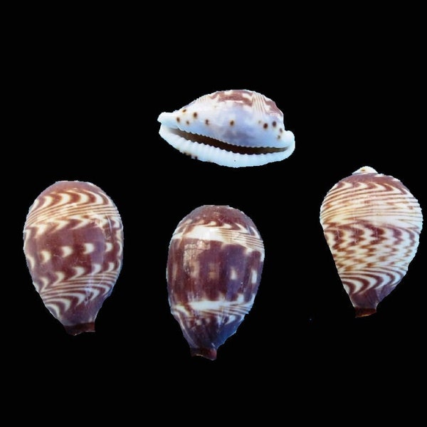 Daybreak cowrie shells, Palmadusta diluculum cowry, Natural small sea shells