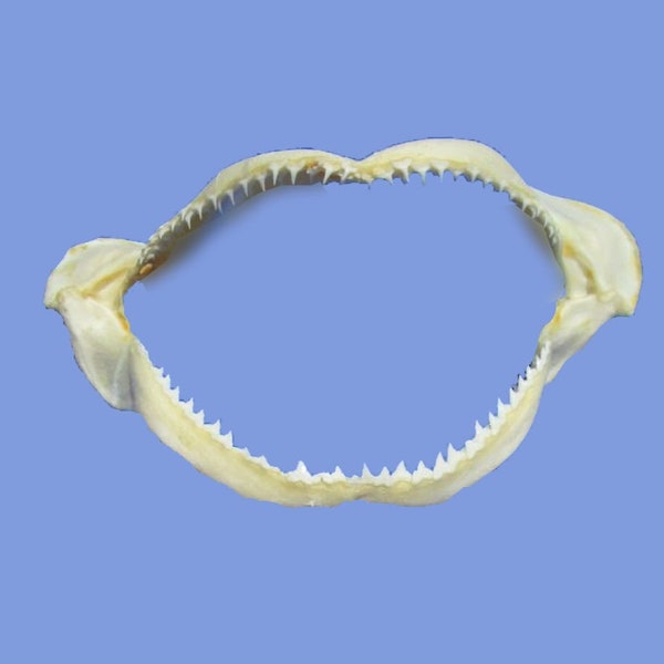 Shark Jaw - Etsy