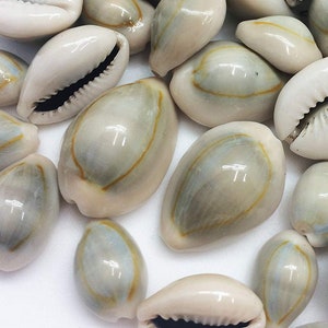 Ring Top Cowrie shells, sea shell beads, Natural sea shells, drilled shells for earrings or pendants
