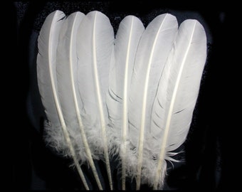 white feathers for sale