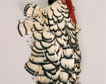 2-3 inch 50 Pcs DIY Craft White Lady Amherst Pheasant Artificial Feathers Party Dress-ups