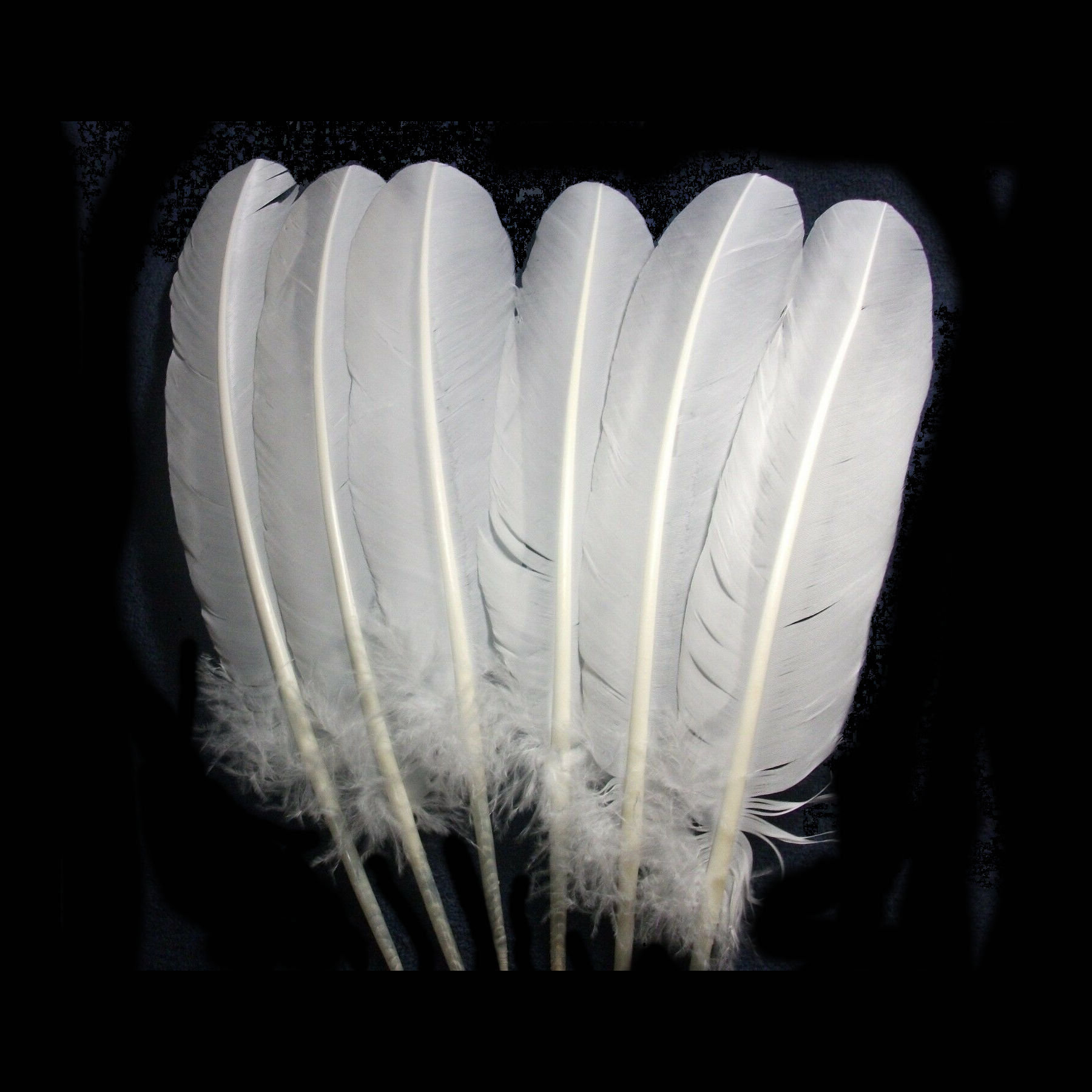 Go Create White Feathers, 0.49 oz. Craft Feathers, Great for Kids