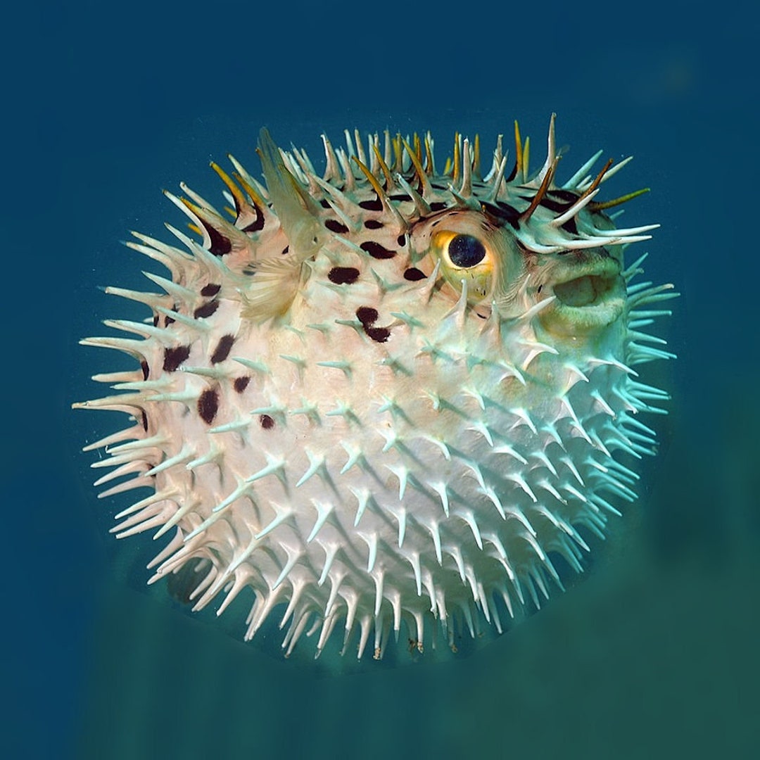Puffer Fish, 5 to 6 Inch Porcupine Blowfish, Taxidermy Curio, Oddity -   Norway