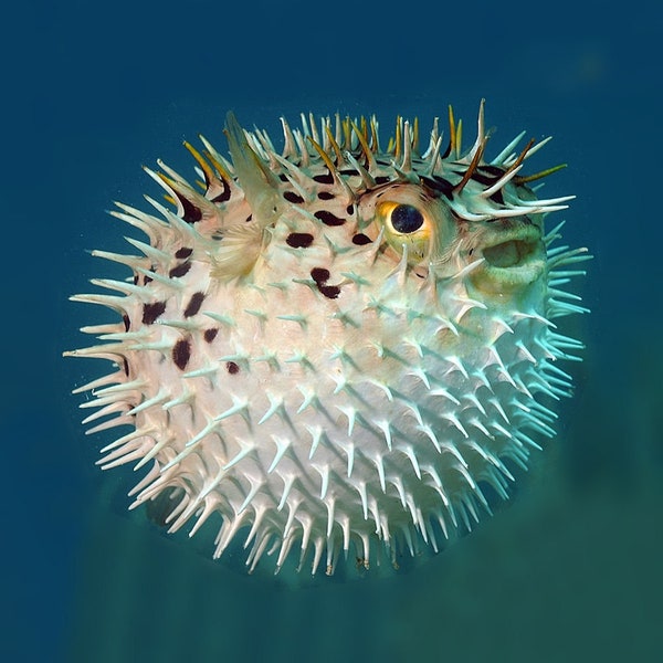 Puffer Fish, 5 to 6 inch Porcupine Blowfish, Taxidermy Curio, Oddity