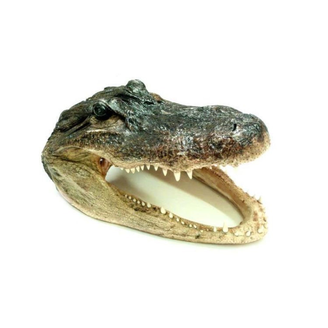 Extra Large Alligator Skull, 1 Quality, Gator Head, Cleaned & Dried