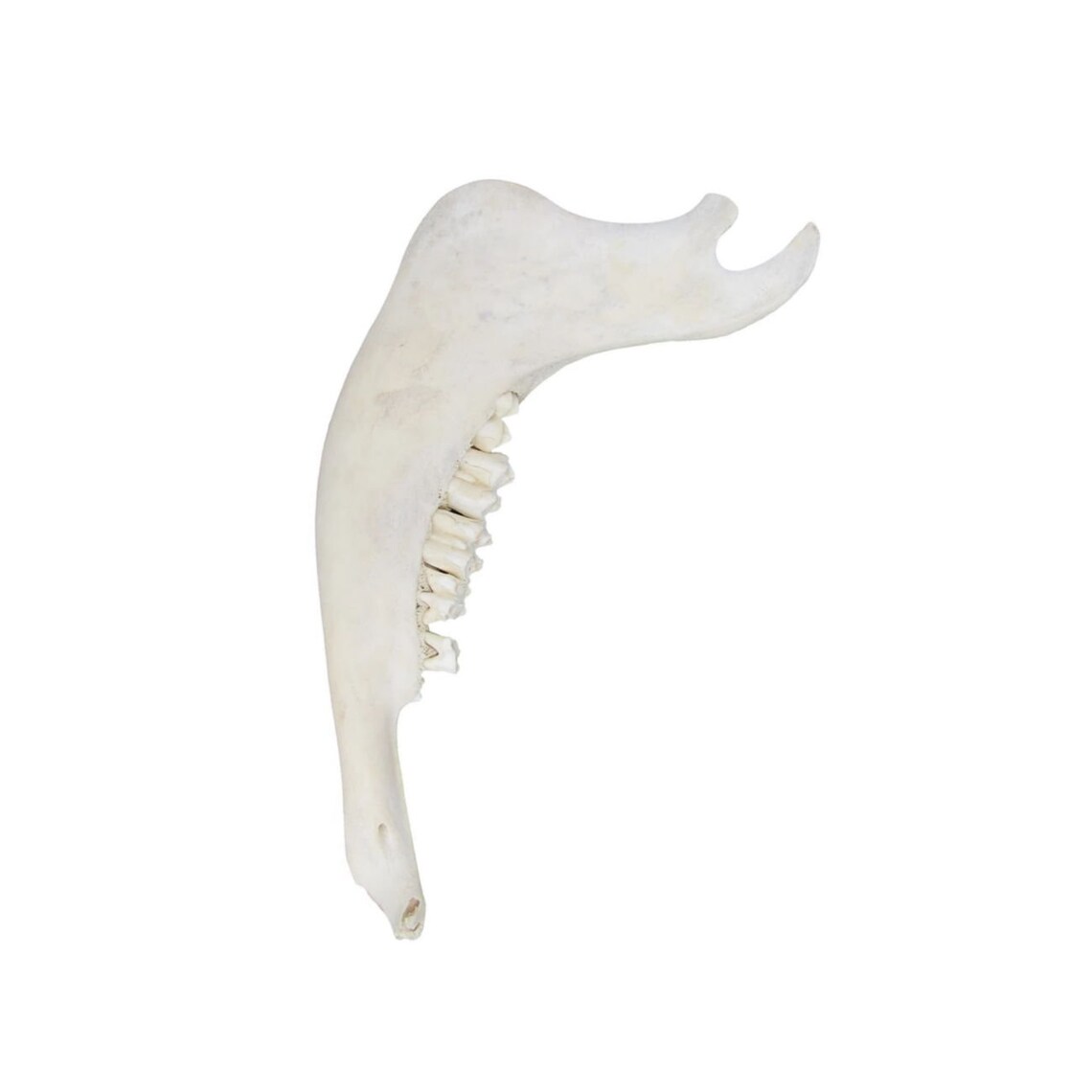 Buffalo Jaw Bone Bison Jaw Bone 1 Quality Cleaned & - Etsy