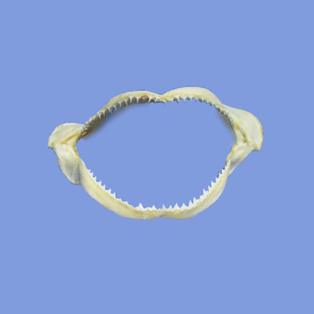 Small Shark Jaw, 4 Marine Oddities, Classroom Natural Science Show and