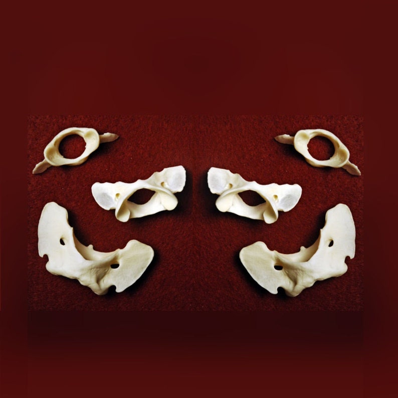 Coyote Atlas Bone Coyote Vertebra Coyote Spine Bones Real ...
