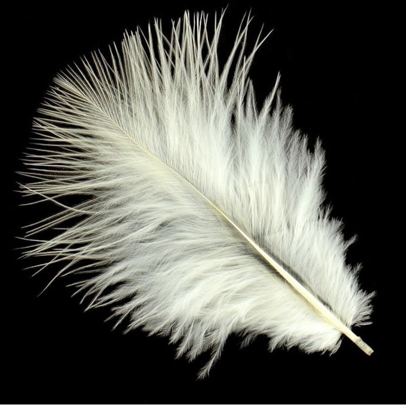 Feather 6