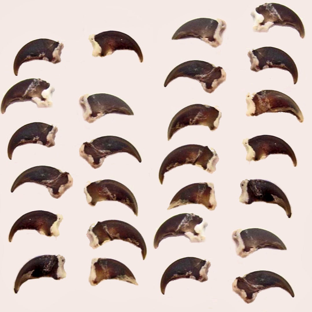 Raccoon Claws, Pkg of 10 Animal Claws, Totems & Amulets, Great for