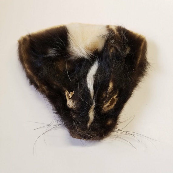 animal Hide # 2 Grade Fur decorate#14 left. art craft Tanned Skunk pelt 