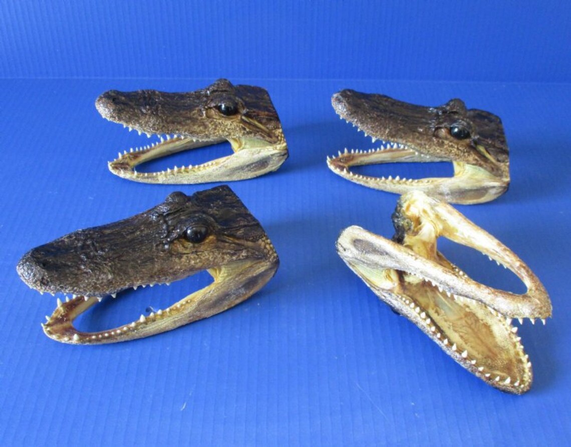 Small Alligator Skull 1 Quality Gator Head Cleaned & - Etsy