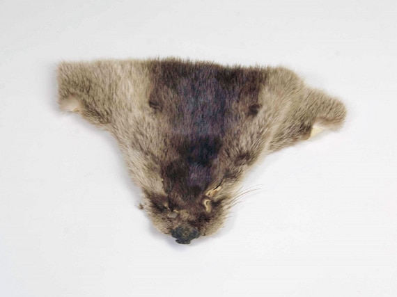 Authentic Large Genuine Rabbit Fur Skin Pelt Real Tanned Taxidermy