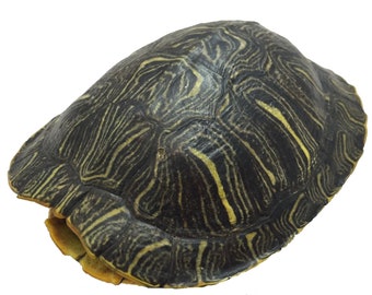 turtle shell moletom com capuz