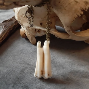 Cow Chompers necklace