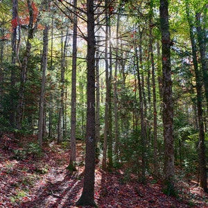 Autumn morning, Molly Stark State Park, Wilmington, Vermont, woodlands, rustic decor, VT, foliage, fall foliage, archival print, signed
