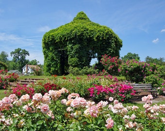 Elizabeth Park in Bloom, West Hartford, Connecticut, photo art, home decor, garden art, floral decor, archival print, by Joe Parskey