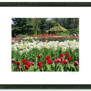 Tulips beauty, Elizabeth Park, Hartford, West Hartford, CT, garden theme, floral theme, Connecticut, Springtime, archival print, signed image 3