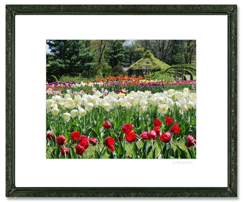 Tulips beauty, Elizabeth Park, Hartford, West Hartford, CT, garden theme, floral theme, Connecticut, Springtime, archival print, signed image 3