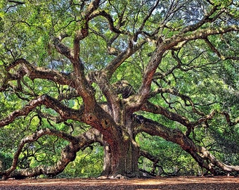 May include: A large, ancient oak tree with sprawling branches and a thick trunk. The tree is surrounded by green foliage and a brown ground.