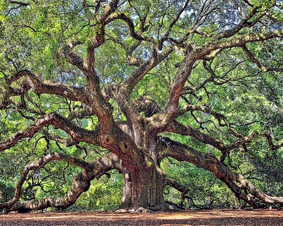 Sale Angel Oak Johns Island Charleston South Carolina Etsy