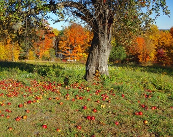 Apples on the ground, Autumn foliage, near Penwood Park, Bloomfield, CT, October color, home decor, wall art, archival print, by Joe Parskey