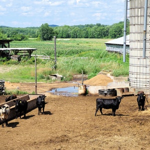 Curious cattle at Tulmeadow Farm, Simsbury, CT, country living, farm life, rural Connecticut, New England, archival print, signed