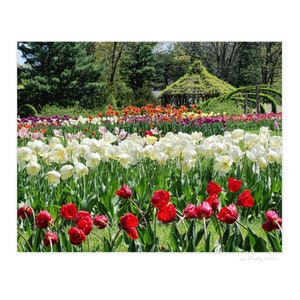 Tulips beauty, Elizabeth Park, Hartford, West Hartford, CT, garden theme, floral theme, Connecticut, Springtime, archival print, signed image 2