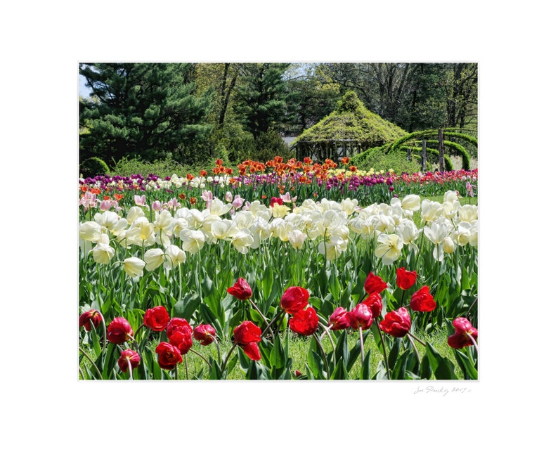 Tulips beauty, Elizabeth Park, Hartford, West Hartford, CT, garden theme, floral theme, Connecticut, Springtime, archival print, signed image 2