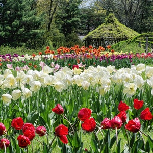 Tulips beauty, Elizabeth Park, Hartford, West Hartford, CT, garden theme, floral theme, Connecticut, Springtime, archival print, signed image 1