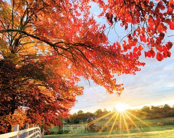 Autumn sunrise, Westmoor Park, West Hartford, Connecticut, New England, foliage, red leaves, colorful, morning, archival print, signed