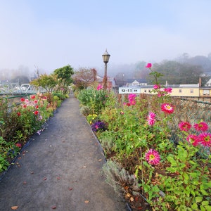 Flower Bridge beauty, Shelburne Falls, Massachusetts, Berkshires, floral, Autumn, New England, flowers, archival print, signed