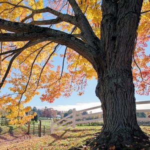Tree of Autumn, Westmoor Park, West Hartford, Connecticut, New England, foliage, farm, tree, colorful, archival print, signed
