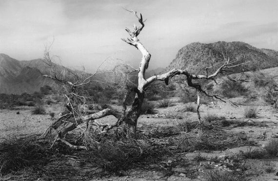 Nature Photography, Title: "The Desert Tree" Giclee On Canvas Framed Ready to Display