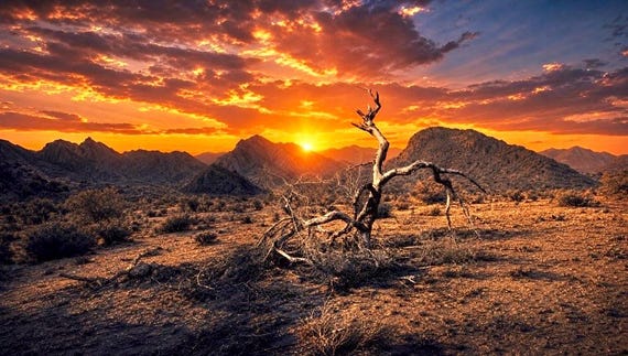 Nature Giclee, Title: "The Desert Tree" Giclee On Canvas Framed Ready to Display