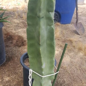 6 14 Totem Pole Cactus Etsy