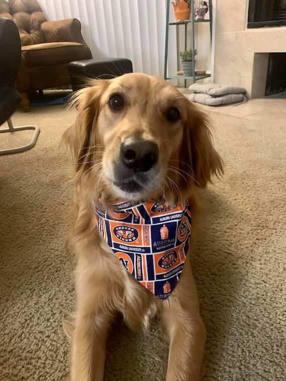 Auburn top dog bandana