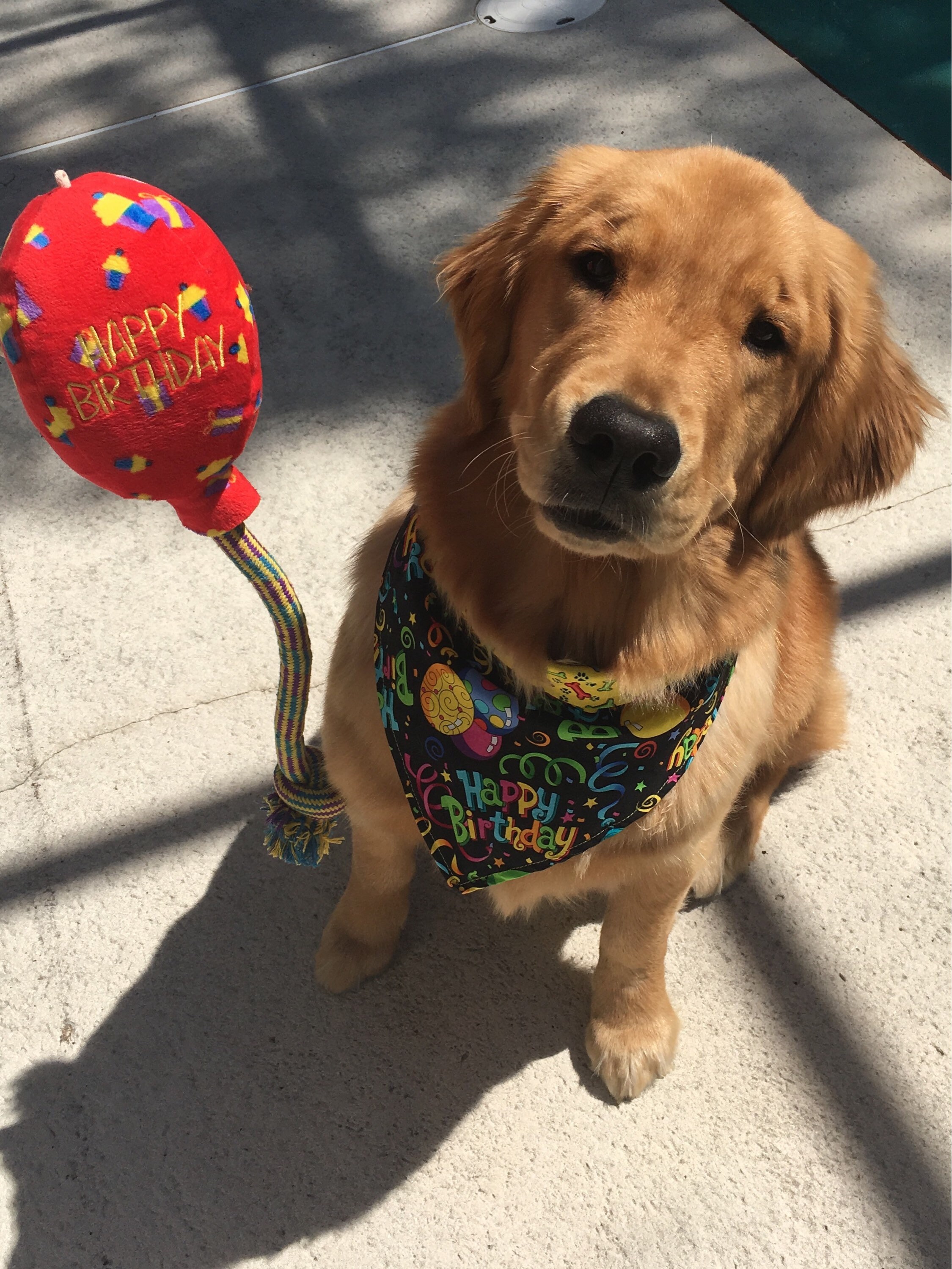 hermit crab heating pad