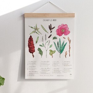 Affiche Cuisiner le nord (plantes de la forêt boréale, 11X14 pouces) (taxes incluses)