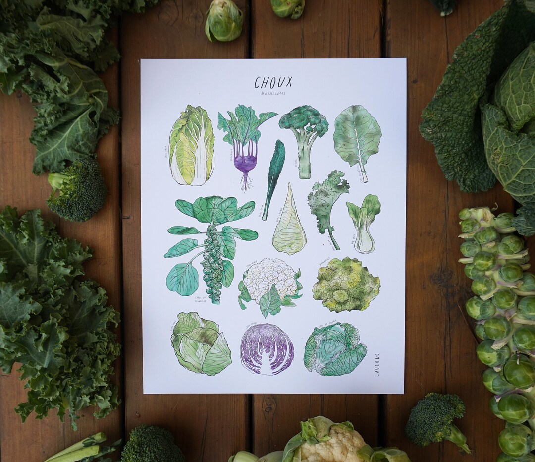 Print Cabbages Brassicaceae white or Kraft Cardstock Etsy Canada