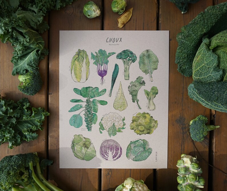 Print Cabbages Brassicaceae white or kraft cardstock image 2