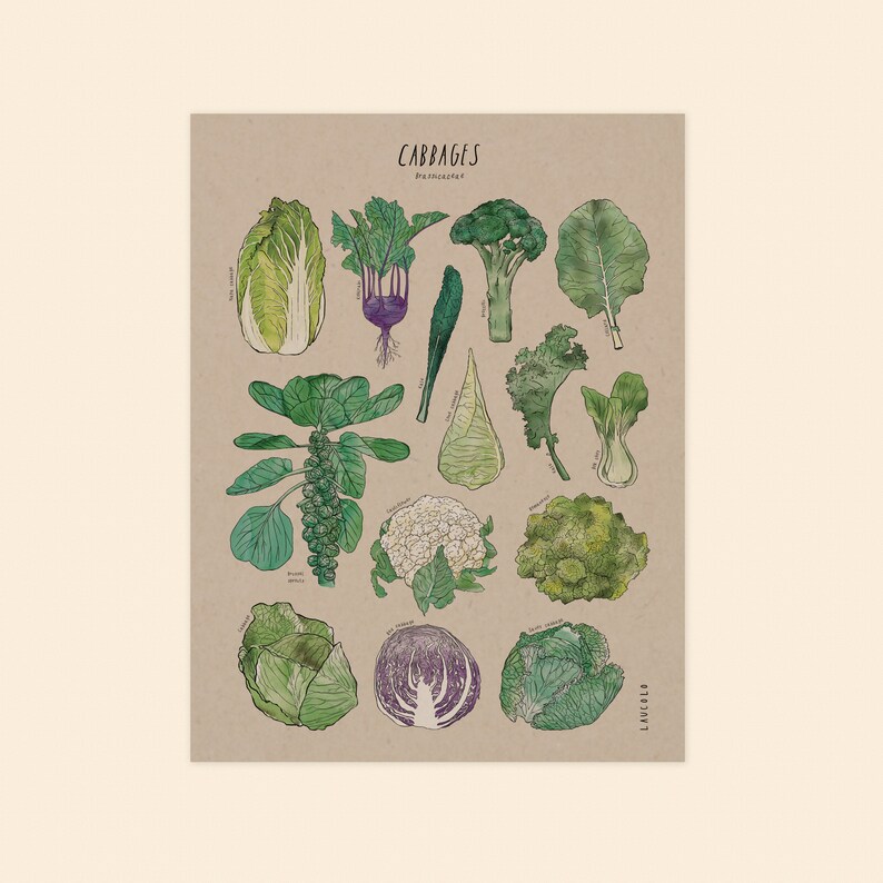 Print Cabbages Brassicaceae white or kraft cardstock image 9