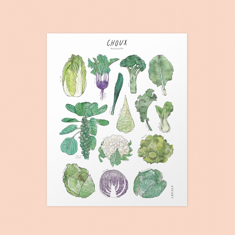 Print Cabbages Brassicaceae white or kraft cardstock image 8