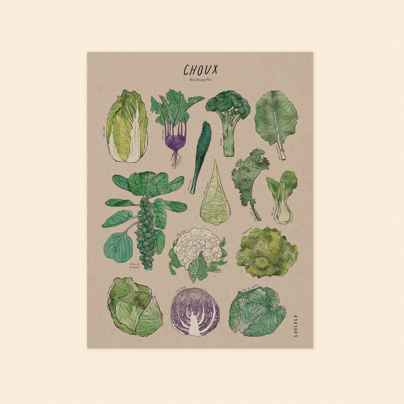 Print Cabbages Brassicaceae white or kraft cardstock image 7