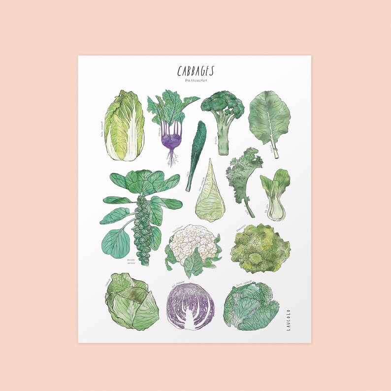 Print Cabbages Brassicaceae white or kraft cardstock image 10