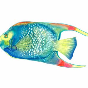 Königin-Engel, Kaiserfisch, wunderschöner Fisch, blaue Königin-Engel, Meereslebewesen, zeitgenössische Kunst, Küstenkunst, tauchen, schnorcheln, Fisch, Karibik